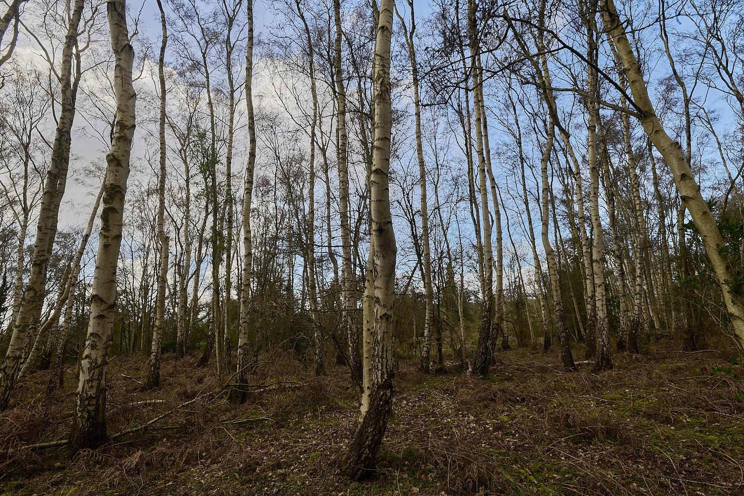 AlderfordCommon250326-1