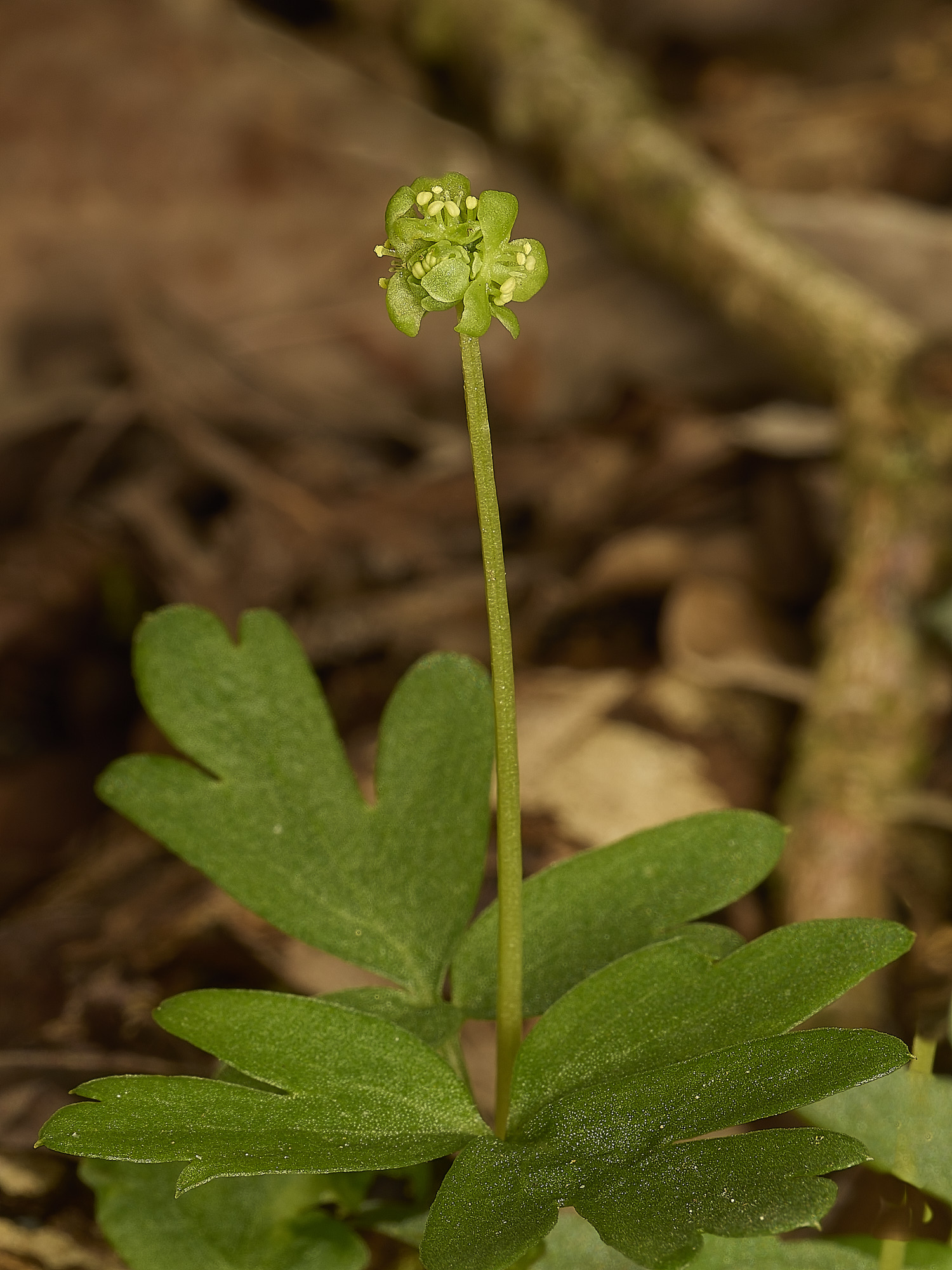 AlderfordCommonAdoxa250326-3