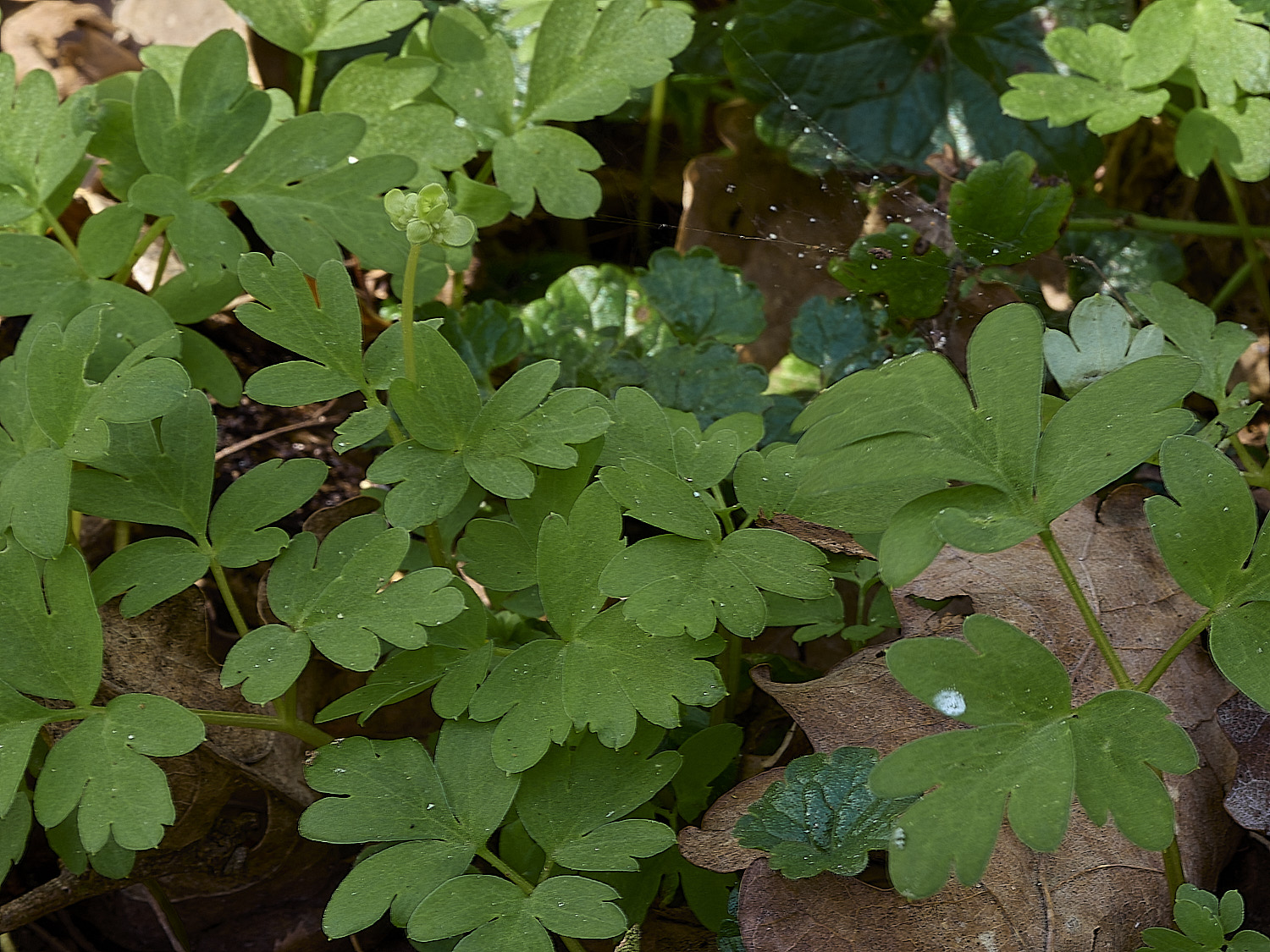 AlderfordCommonAdoxa250326-2