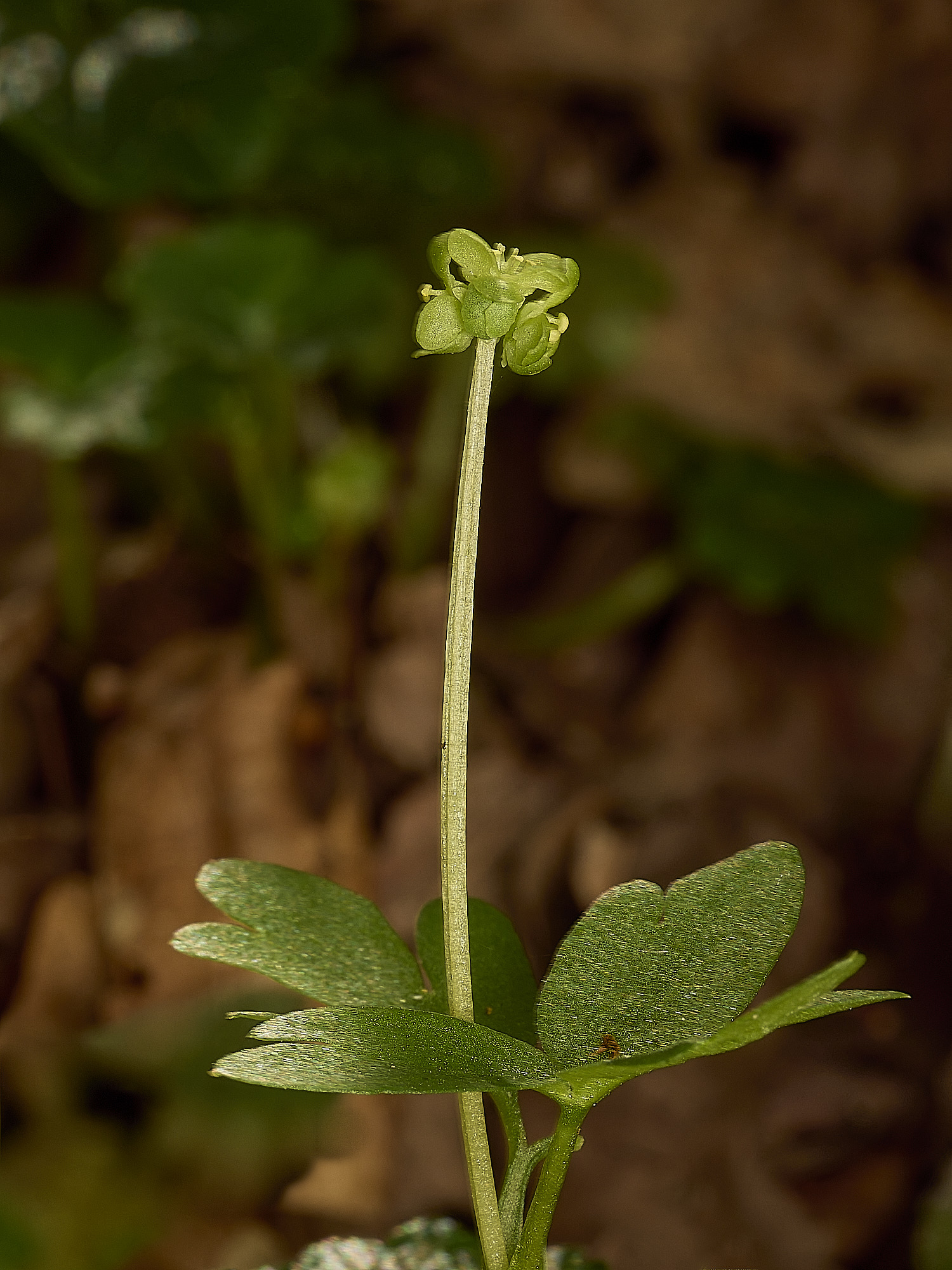 AlderfordCommonAdoxa250326-6