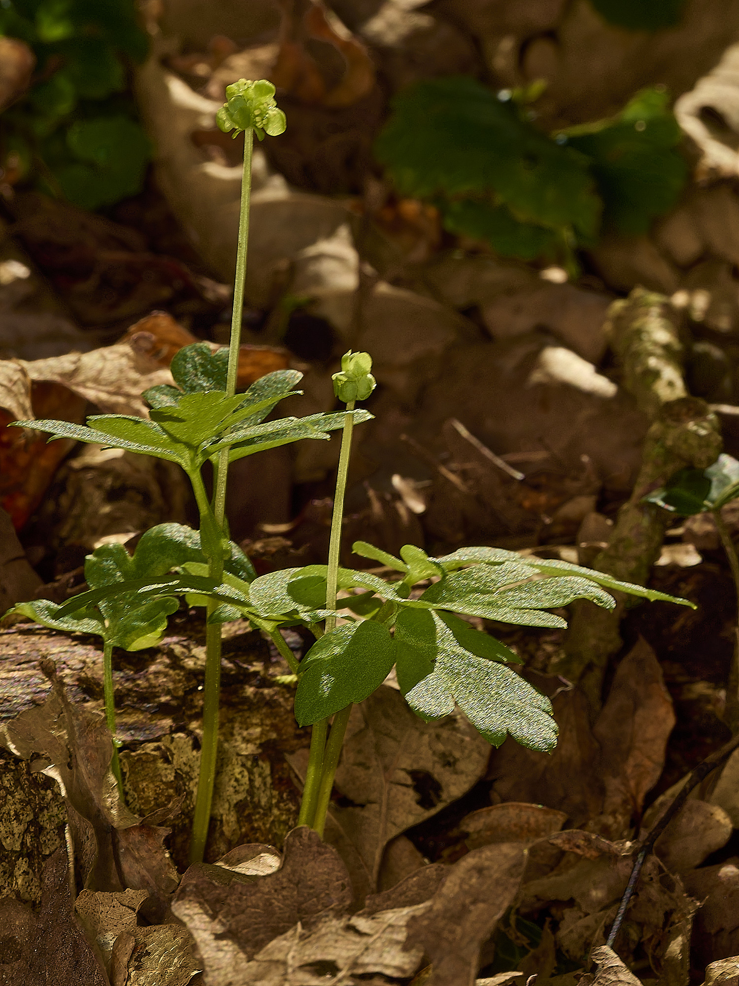 AlderfordCommonAdoxa250326-7