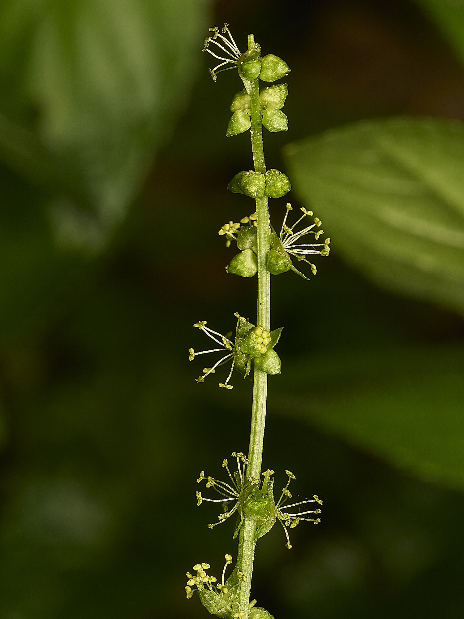AlderfordCommonDog&#39;sMercury250326-1
