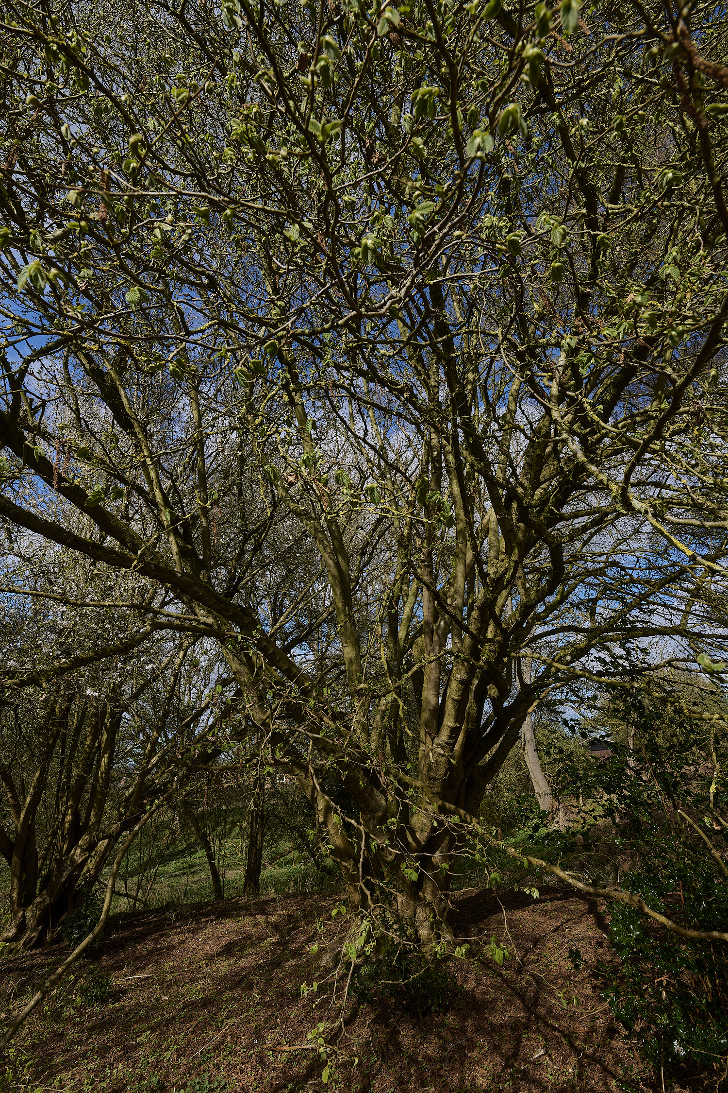 AlderfordCommonHazel250326-1