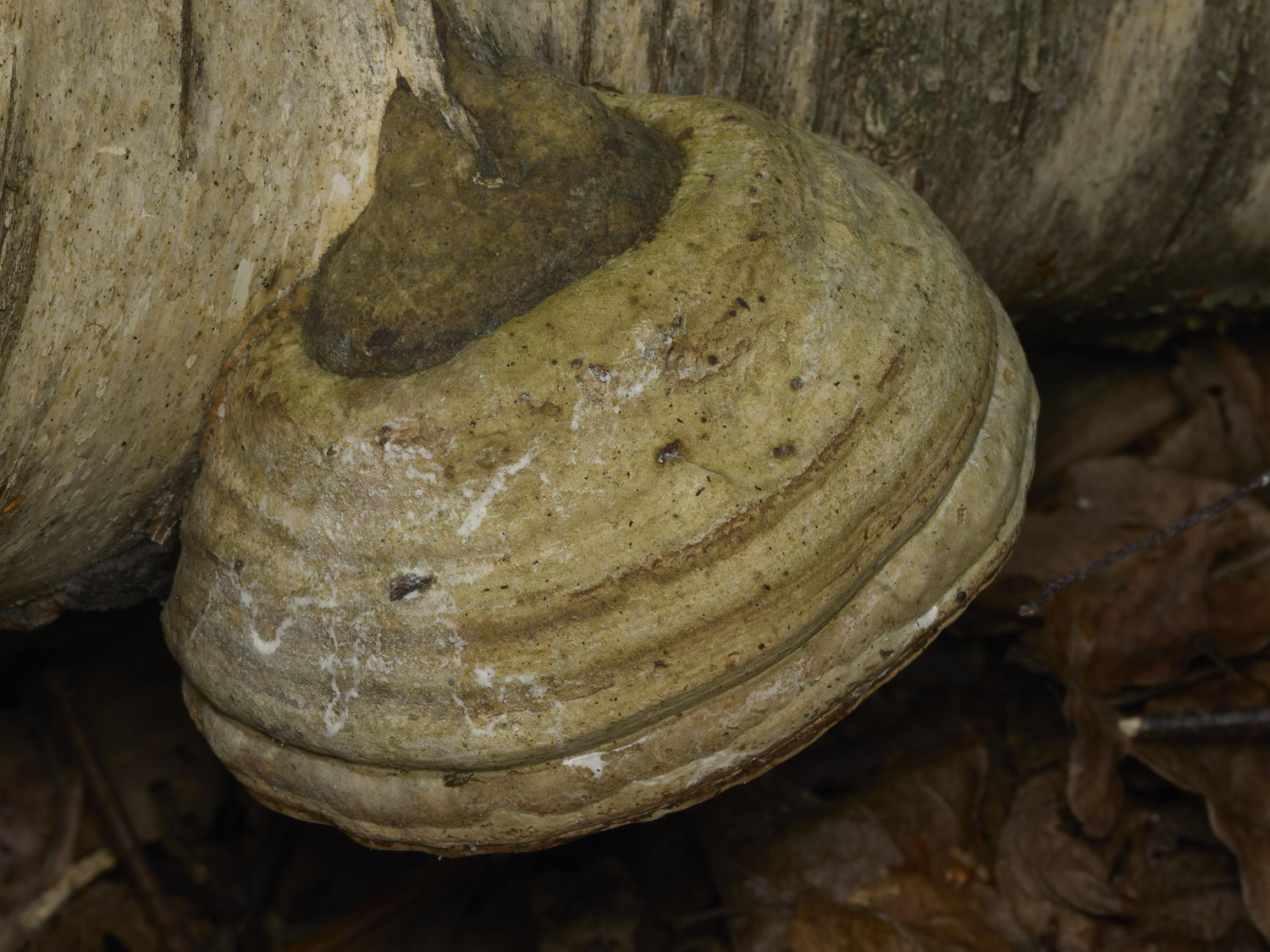 AlderfordCommonHoofFungus2250326-1