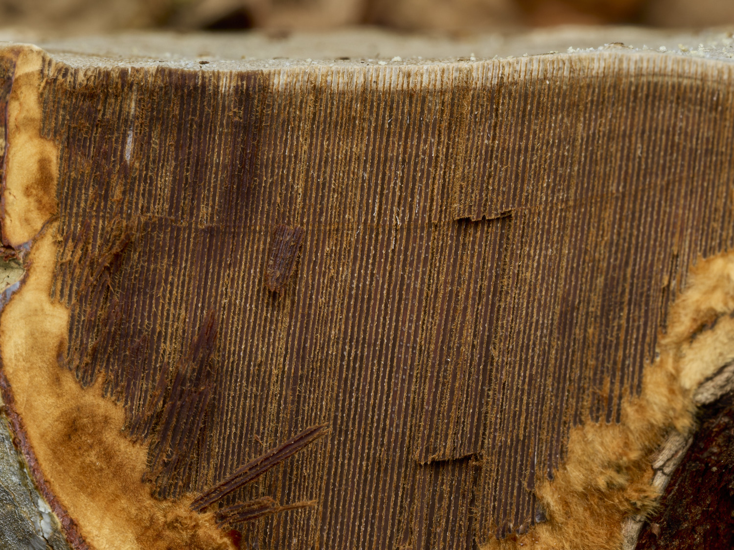 AlderfordCommonHoofFungus2250326-4