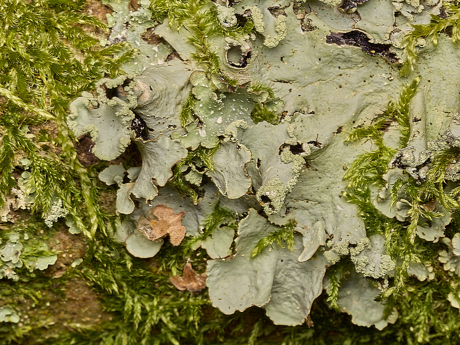 AlderfordCommonLichen1250326-1