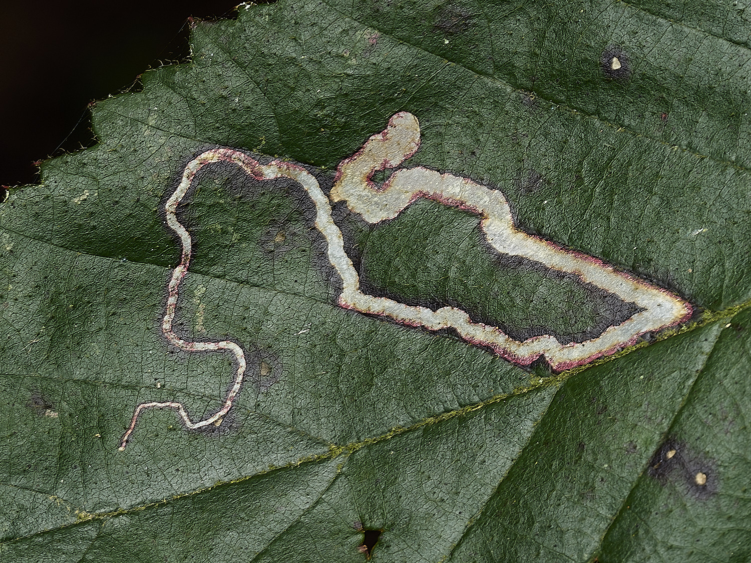 AlderfordCommonMine1250326-2