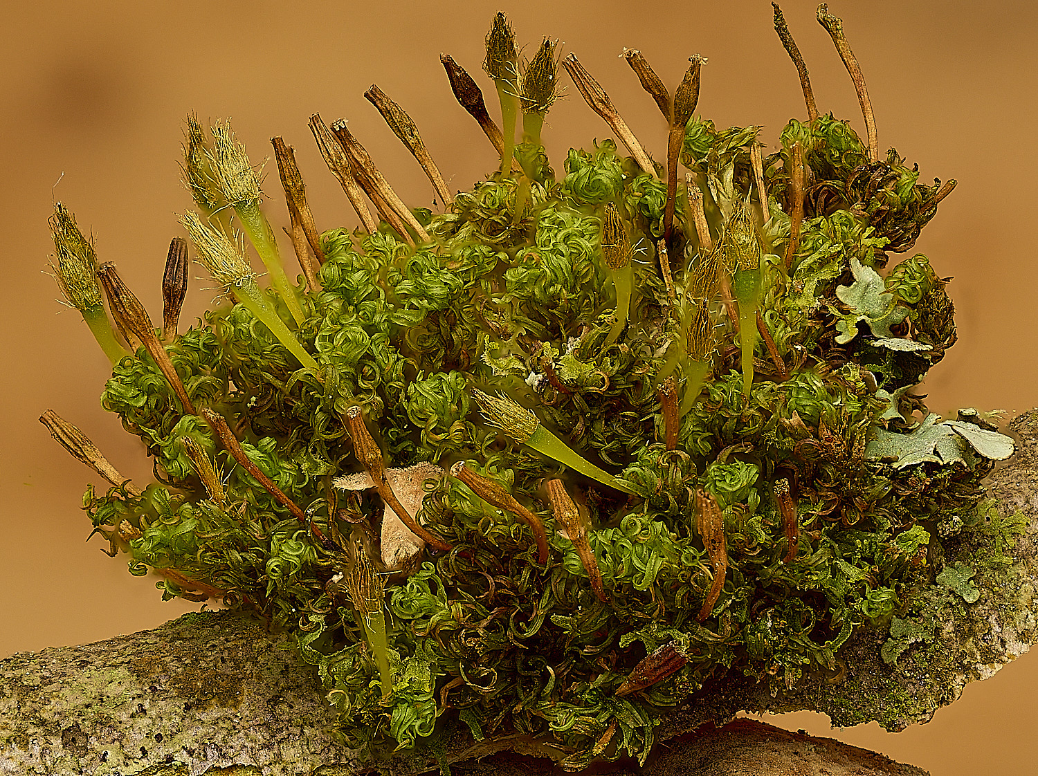 AlderfordCommonUlottaSp250326-1