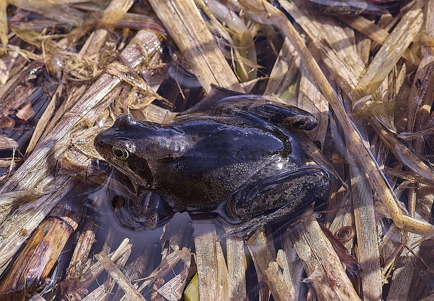 BeestonCommonFrog110326-2