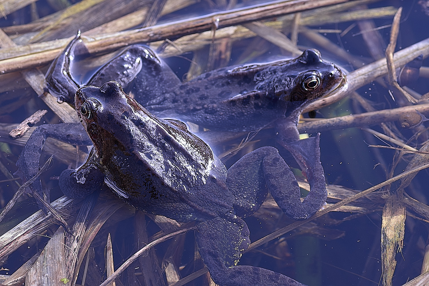 BeestonCommonFrog110326-6
