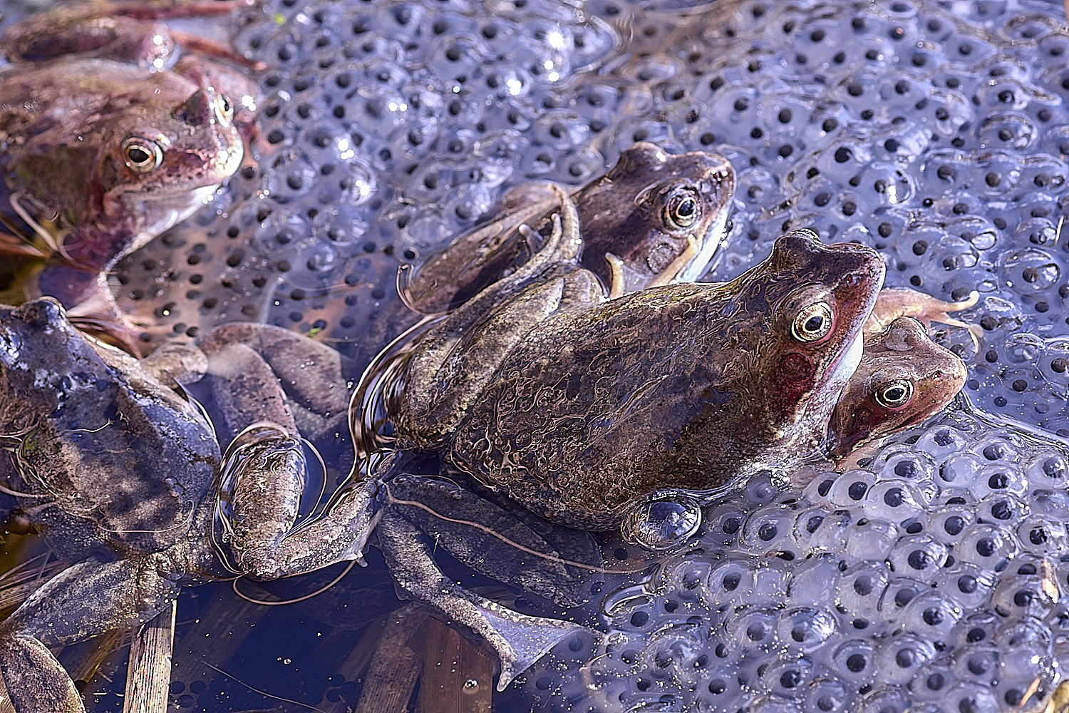BeestonCommonFrog110326-7