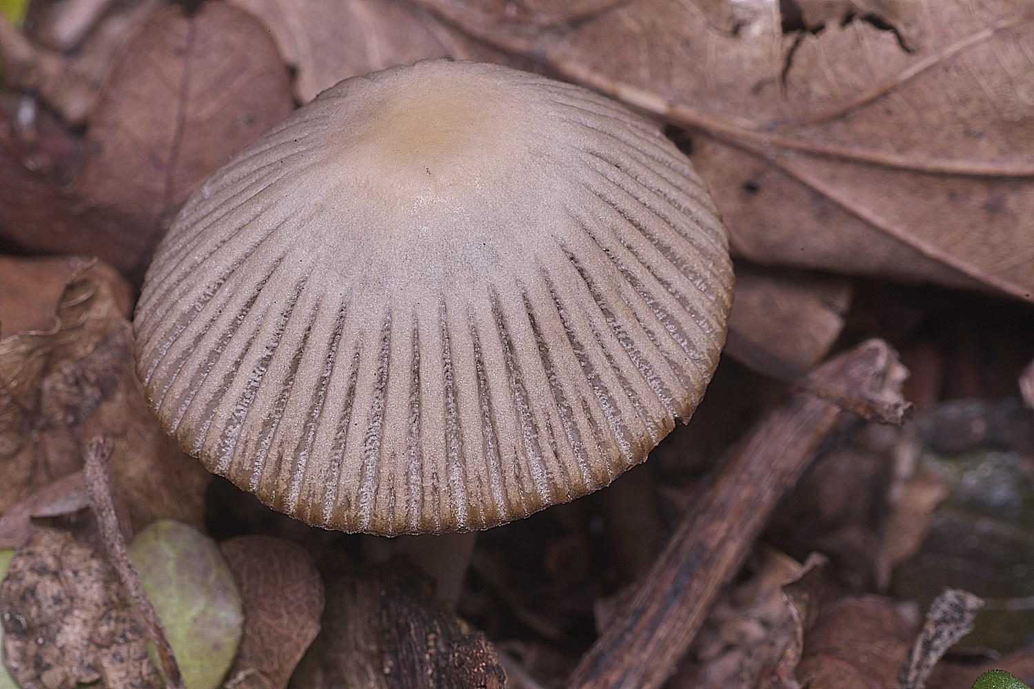 BlickingCoprinoid040326-1