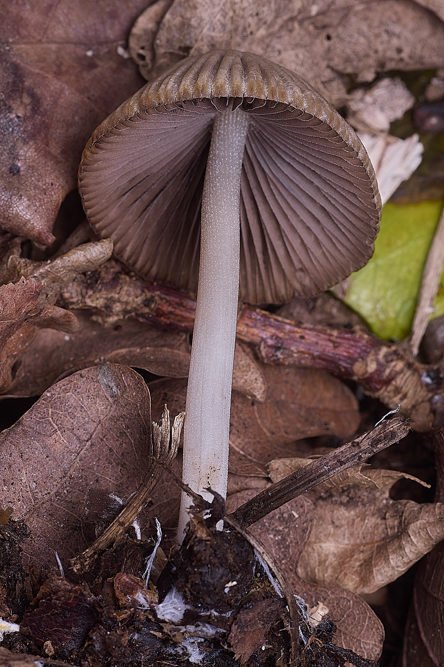 BlickingCoprinoid040326-2