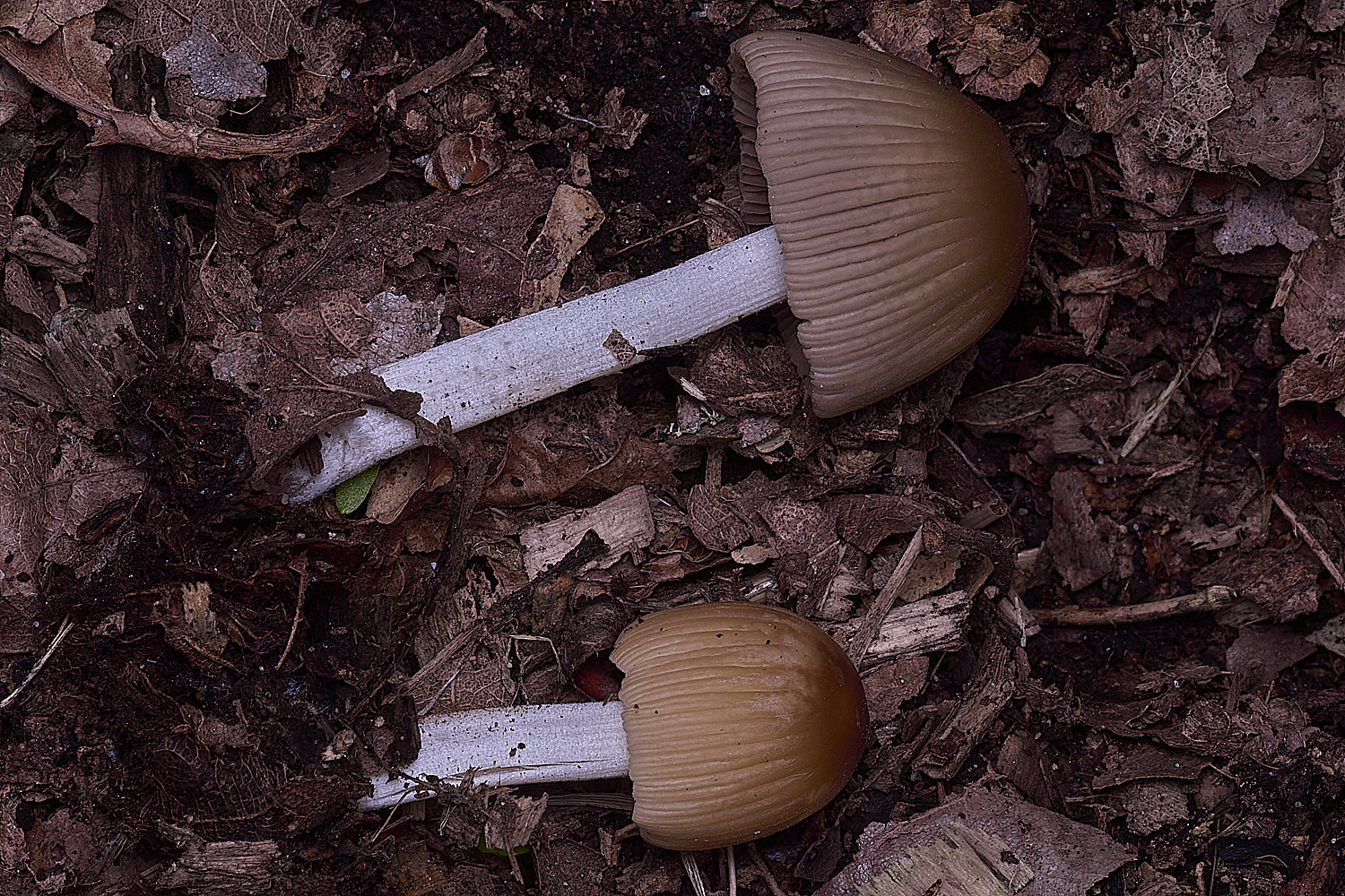 BlickingCoprinoid040326-3