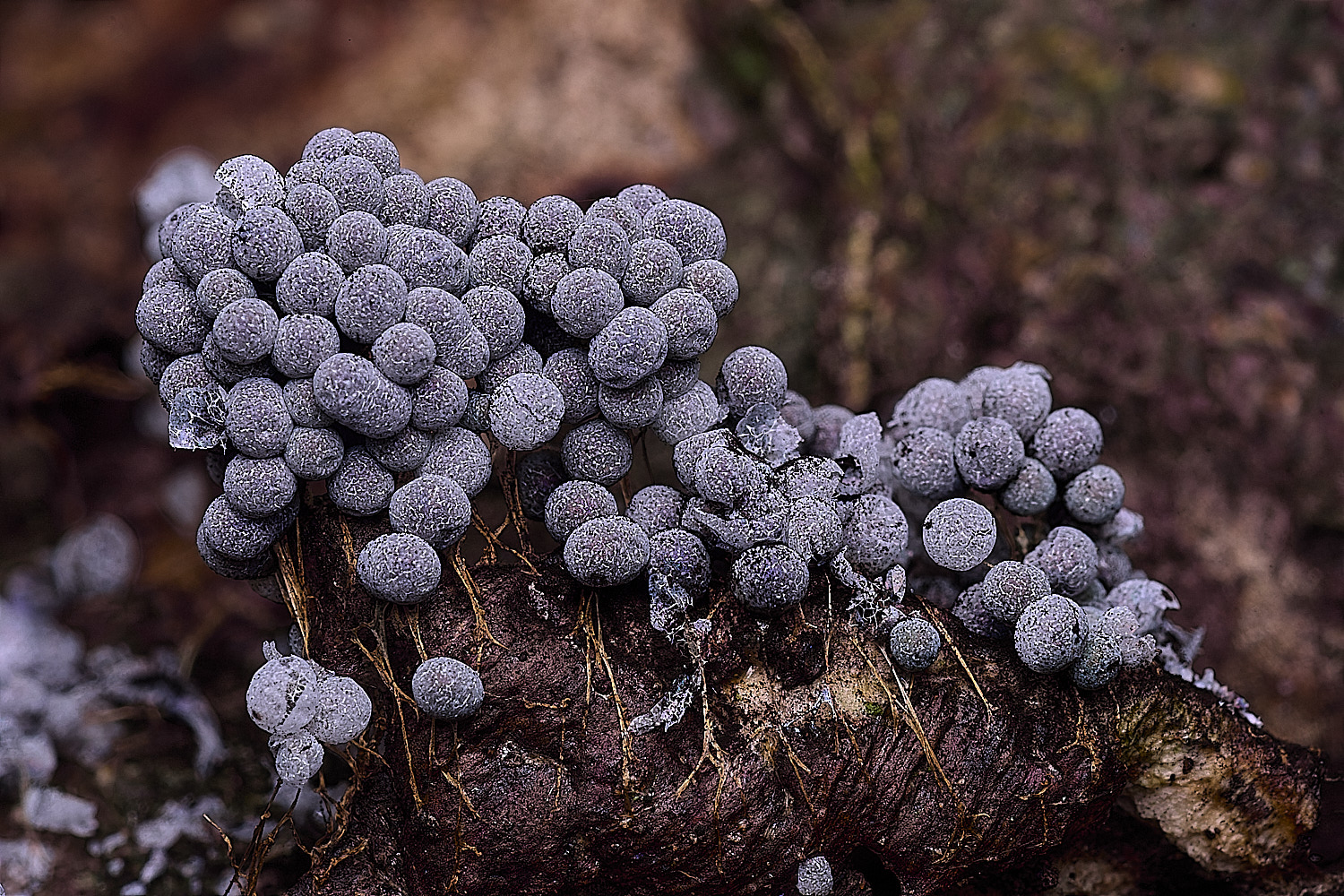 BlicklingBadhamiautricularis040326-1