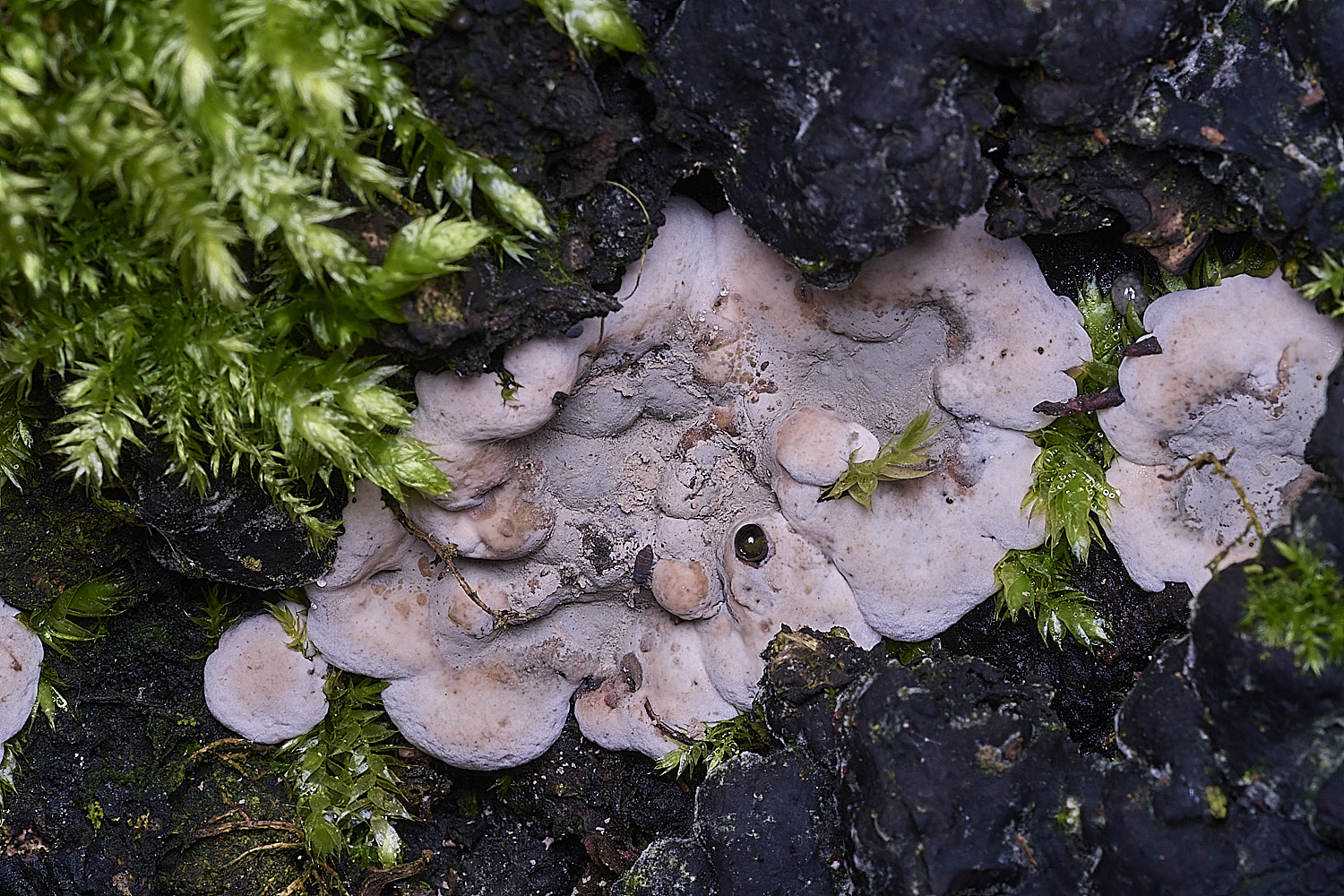 BlicklingBrittleCinder040326-3