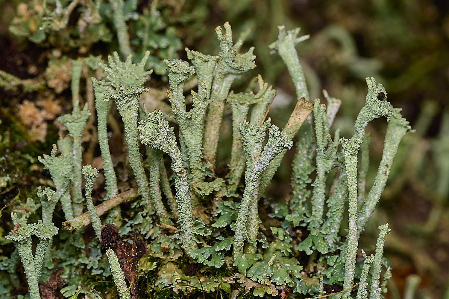 BlicklingCladoniaSp040326-1