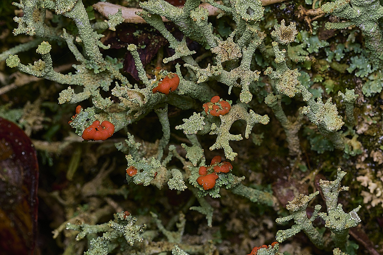 BlicklingCladoniaSp040326-2