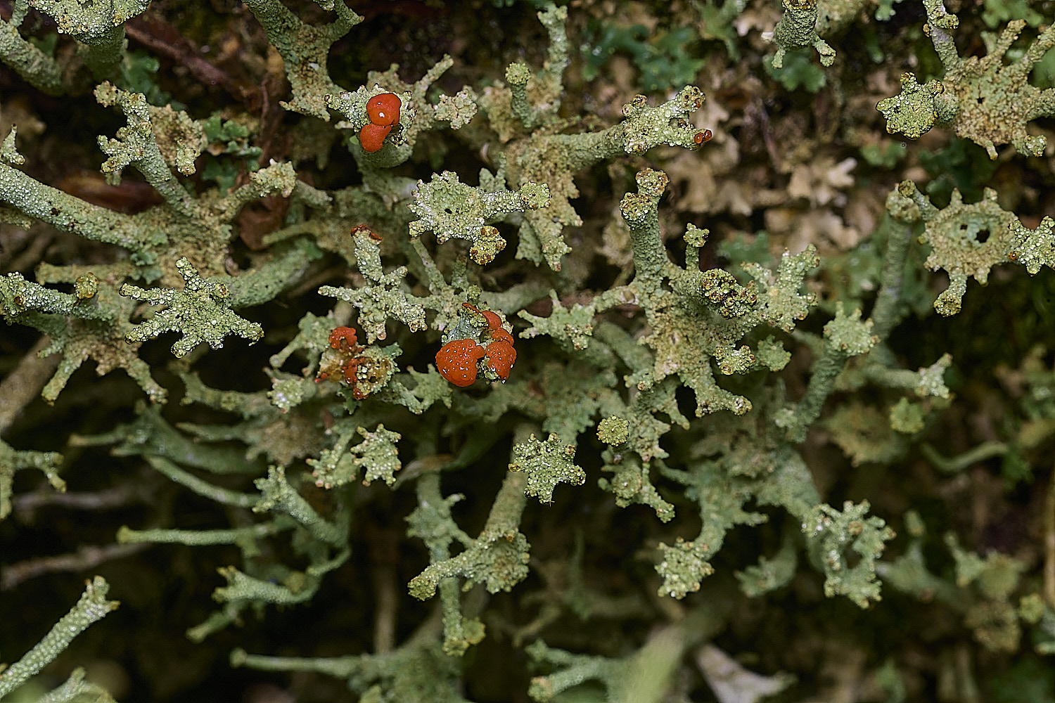 BlicklingCladoniaSp040326-3