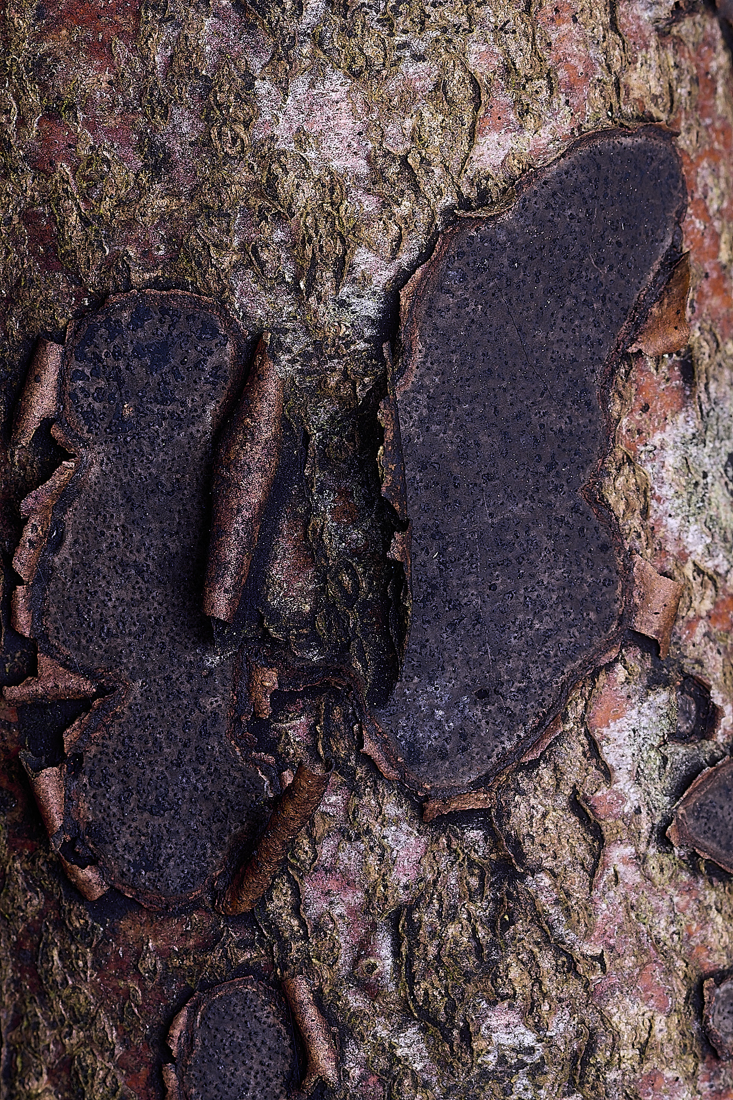 BlicklingCommonTarCrust040326-2