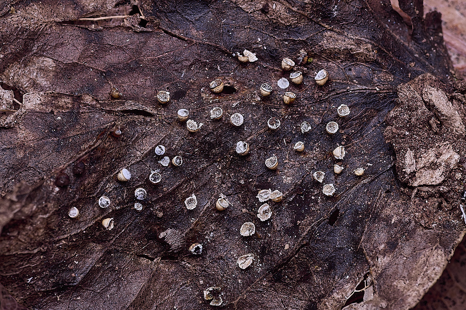 BlicklingCrateriaminutum040326-1