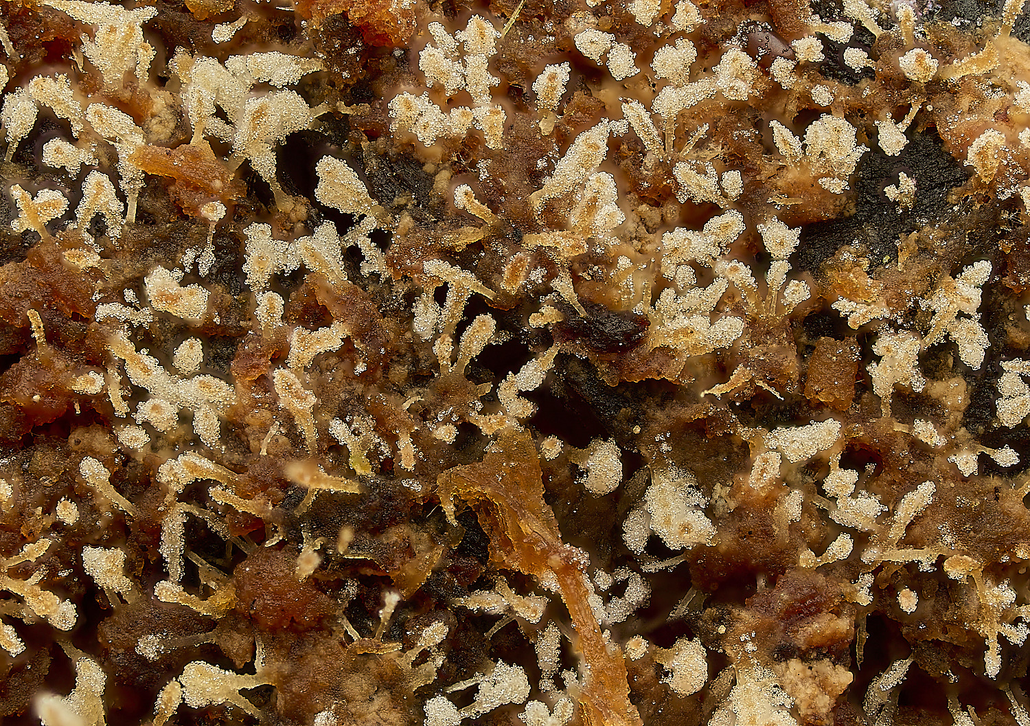 BlicklingDendrostilbella040326-2