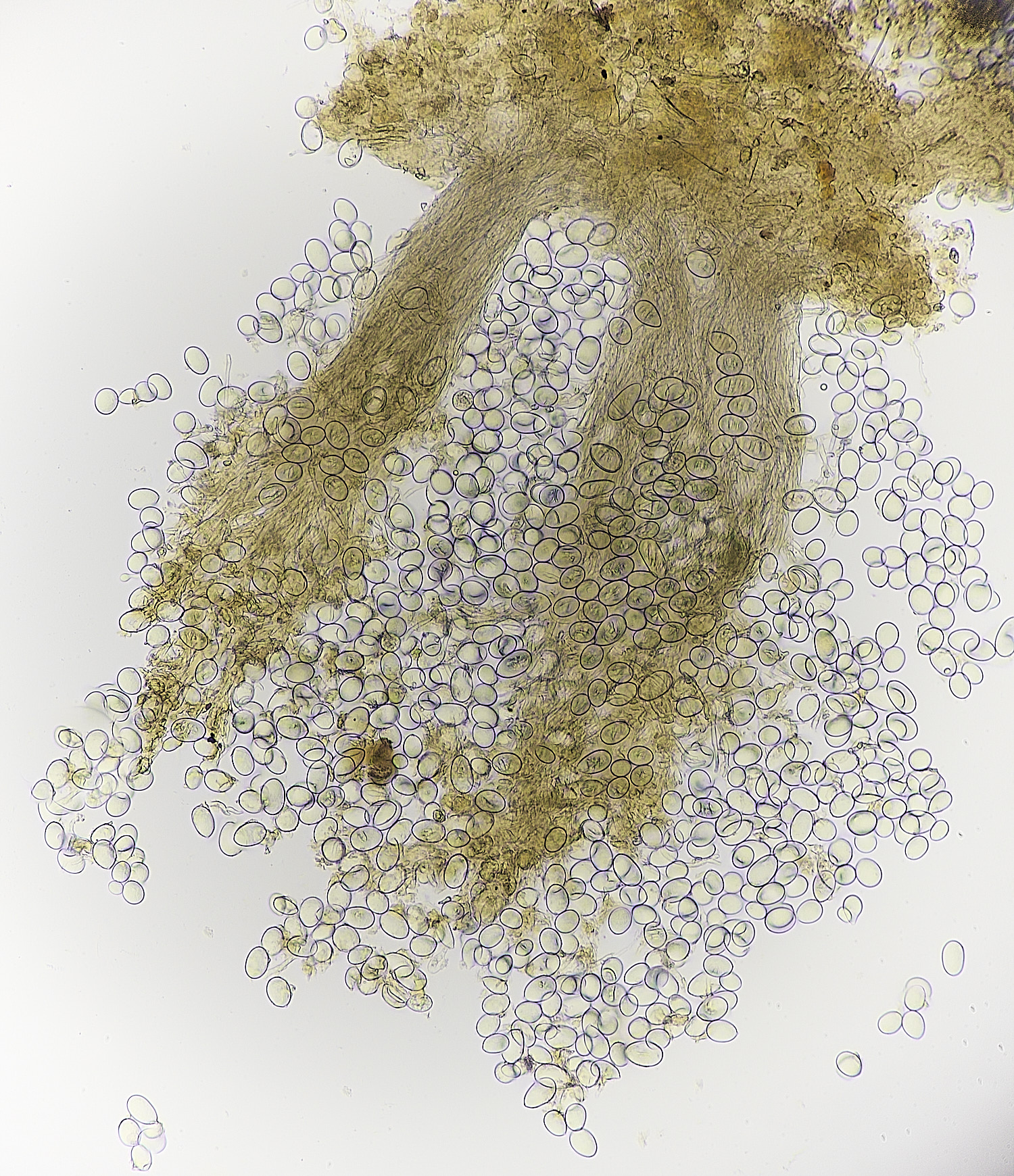 BlicklingDendrostilbella040326-4