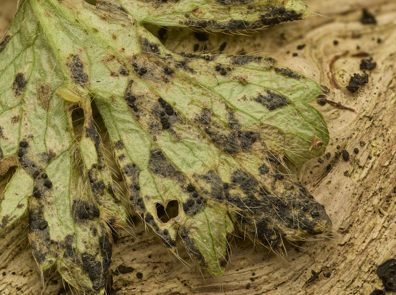 BlicklingDiscoranuncul040326-2