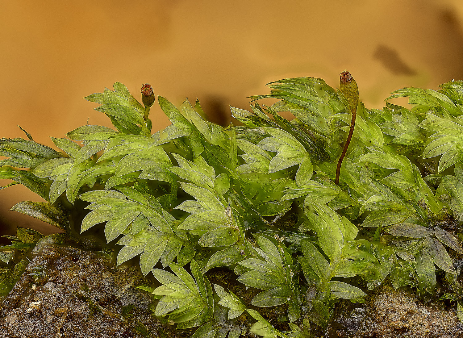 BlicklingFissidensbryoides040326-1