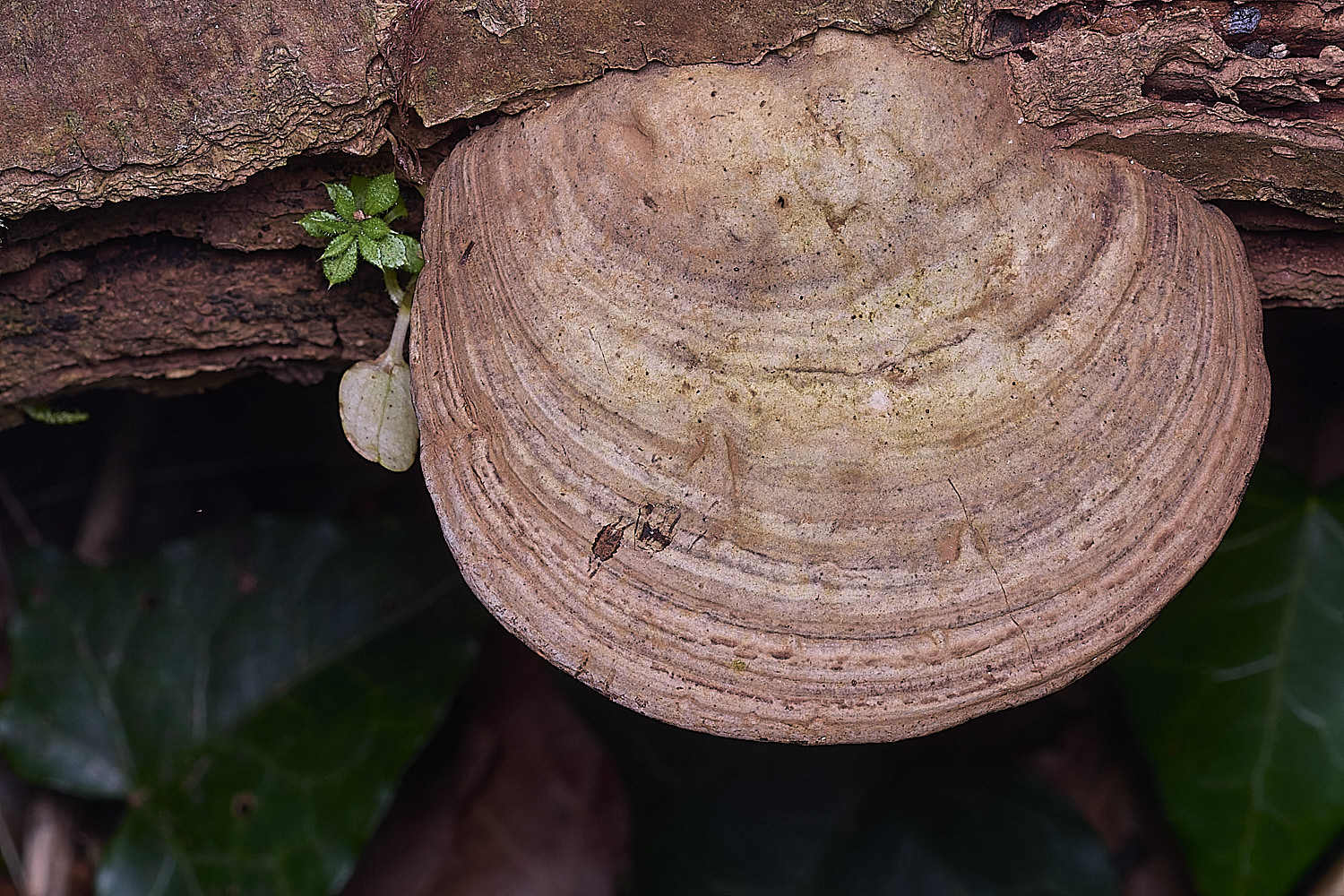 BlicklingGanoderma040326-1