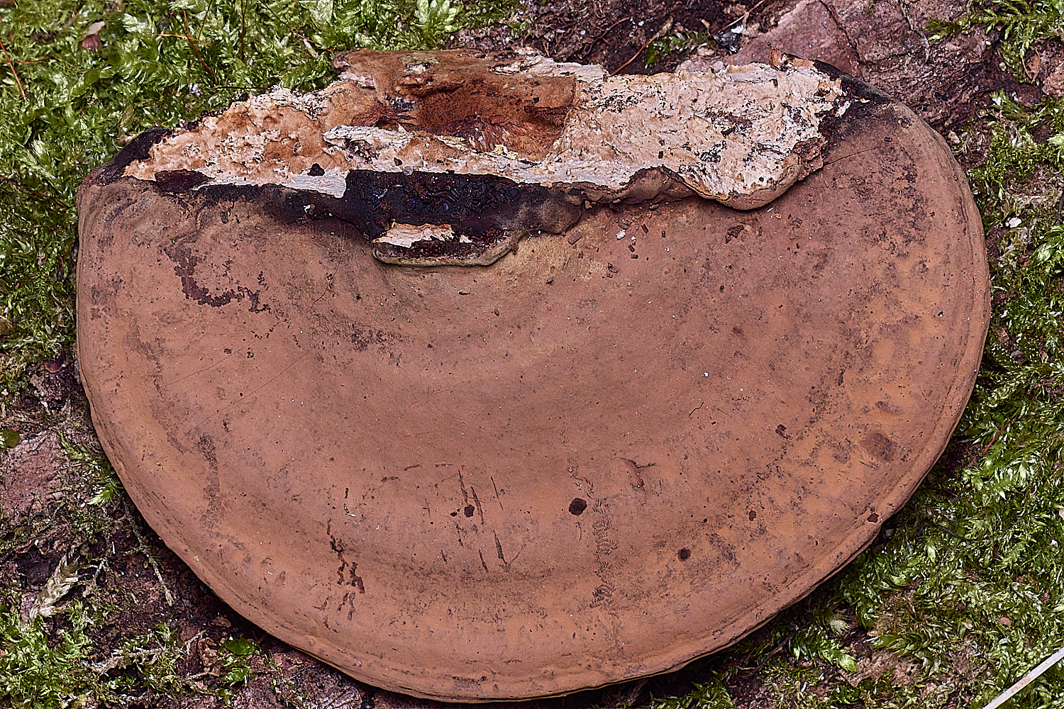 BlicklingGanoderma040326-2