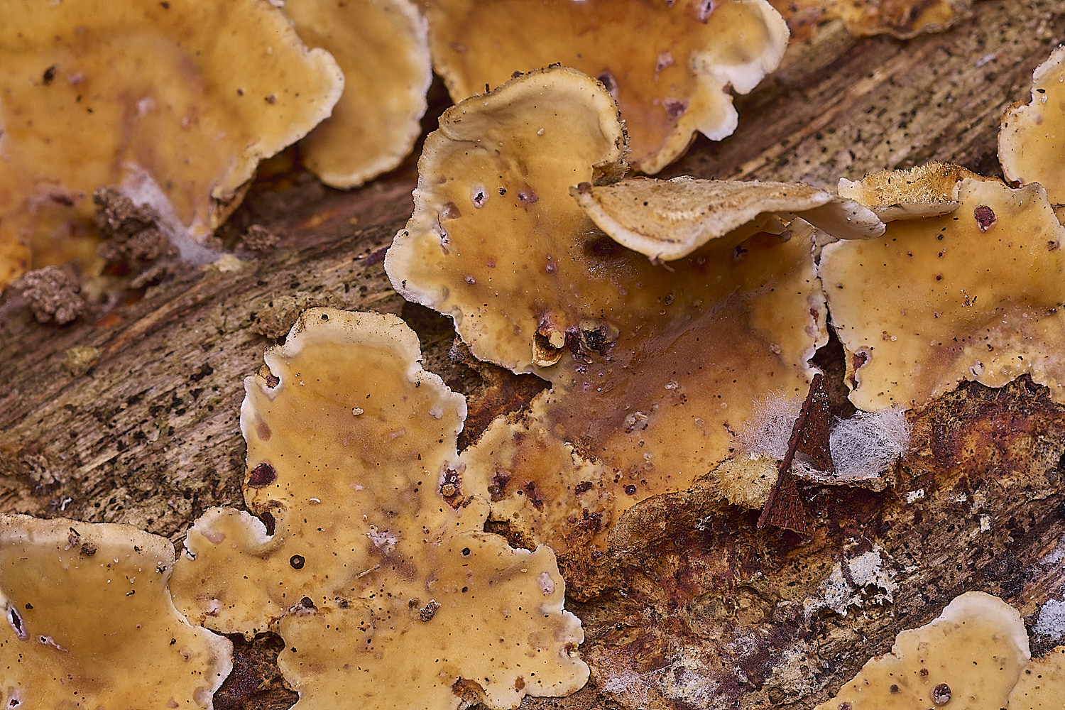 BlicklingHairyCurtainCrust040326-1