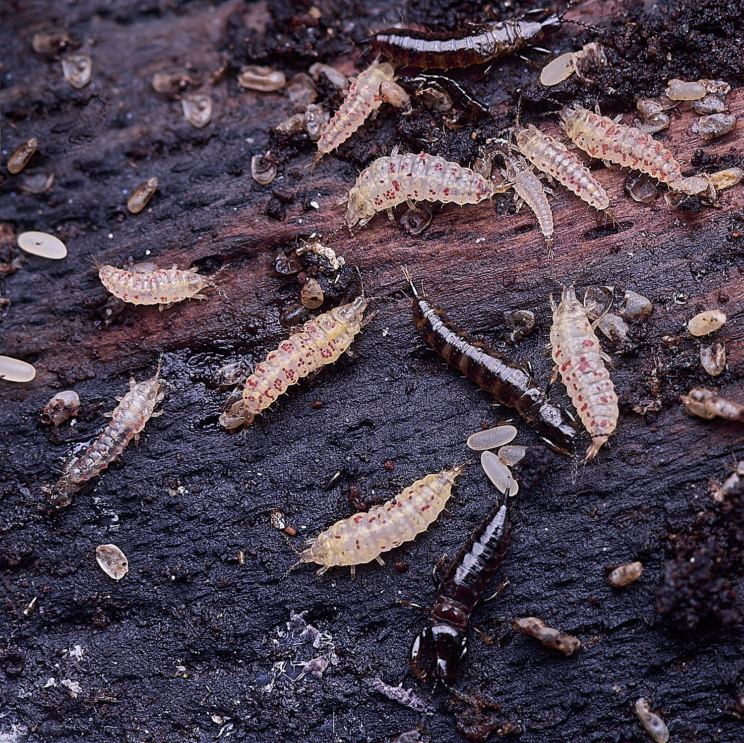 BlicklingLarva?040326-1