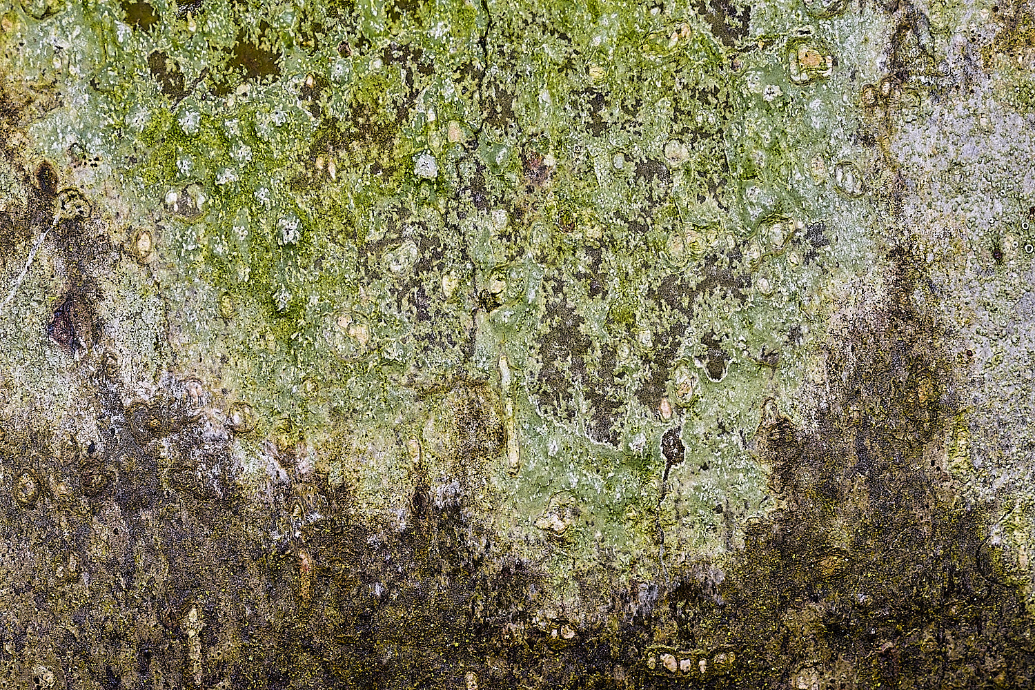 BlicklingLichenSp040326-1