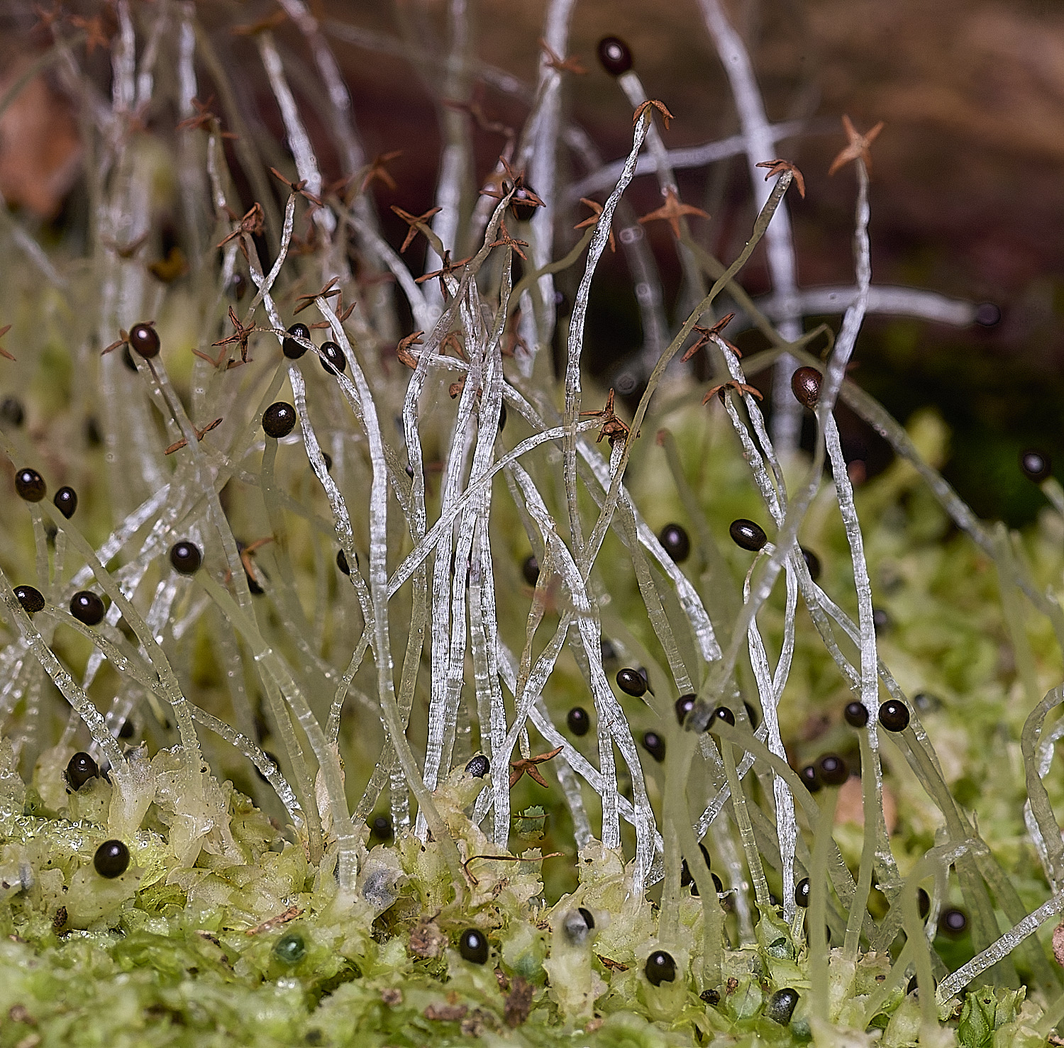 BlicklingLophocoleabidentatafruting040326-1