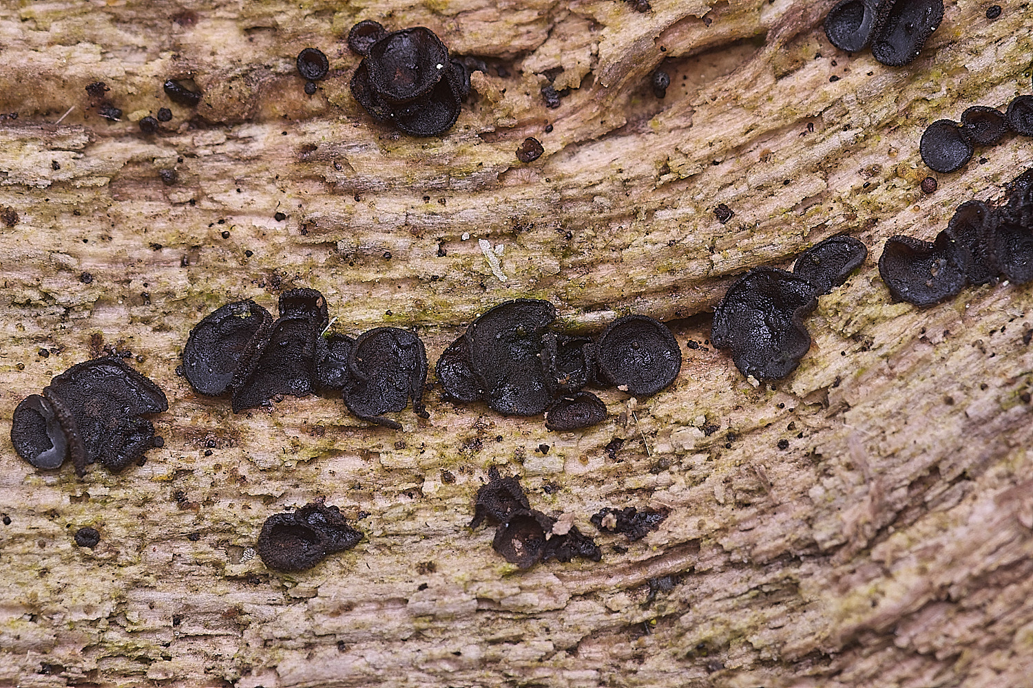 BlicklingMollisialigni040326-1