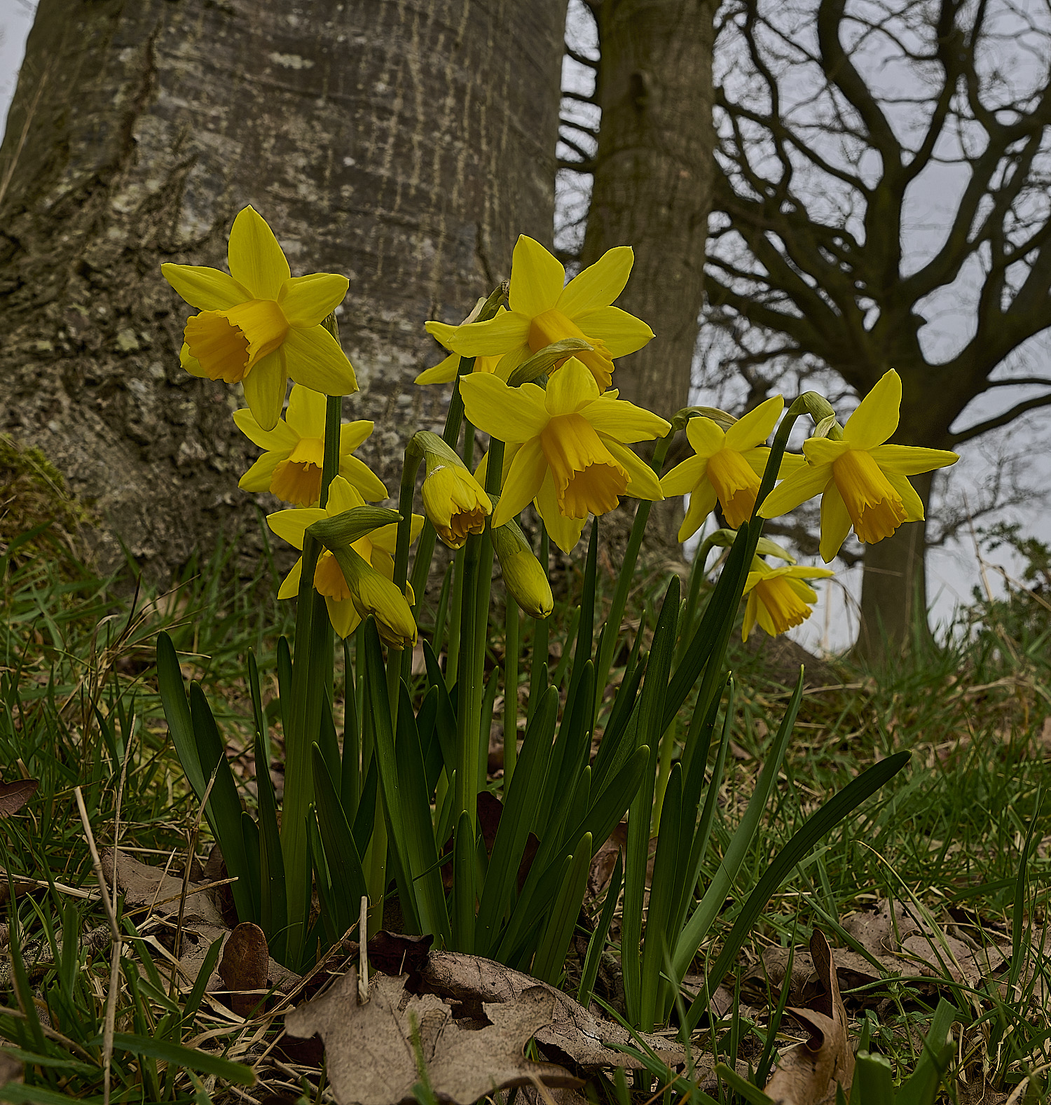BlicklingNarcissus040326-1