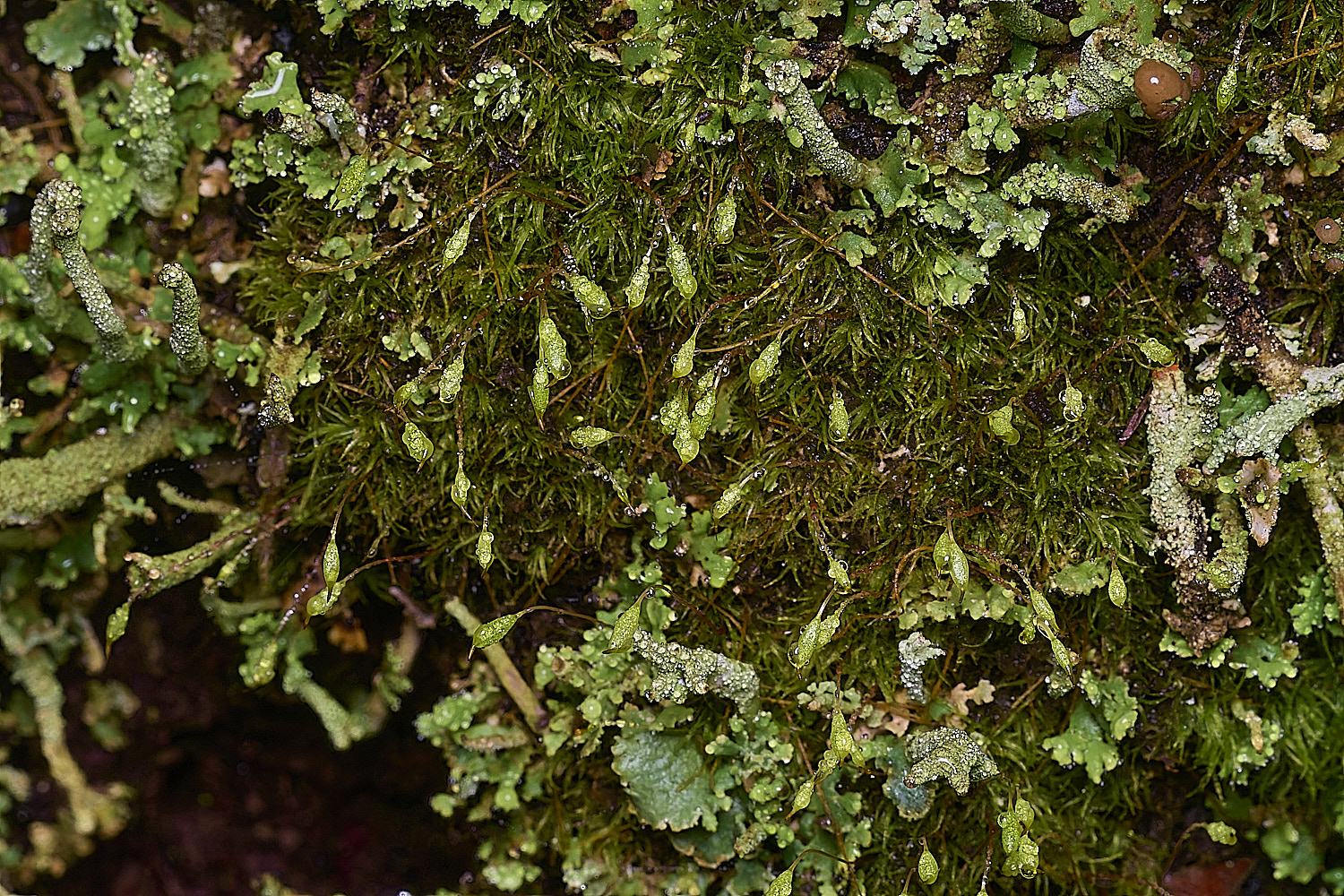 BlicklingOrthtrichmlineare040326-1