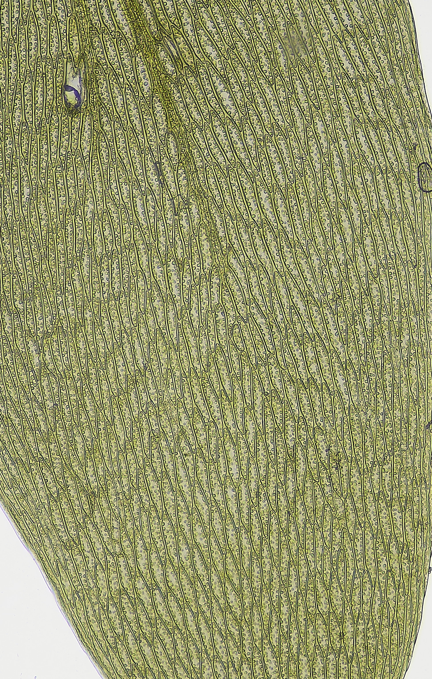 BlicklingPlagiothecium040326-2 1