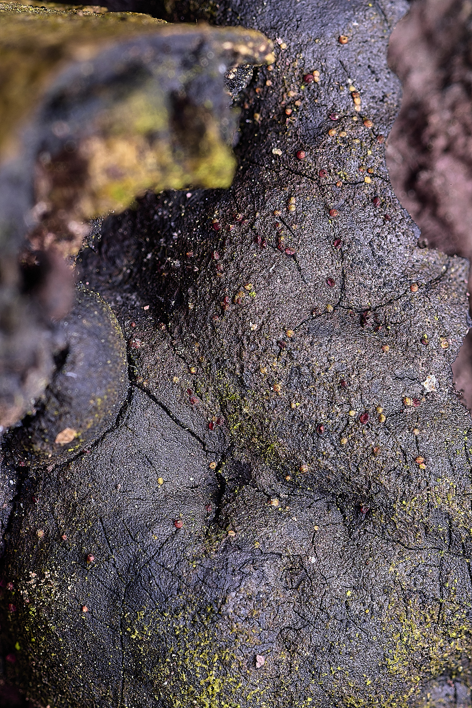 BlicklingRed040326-1