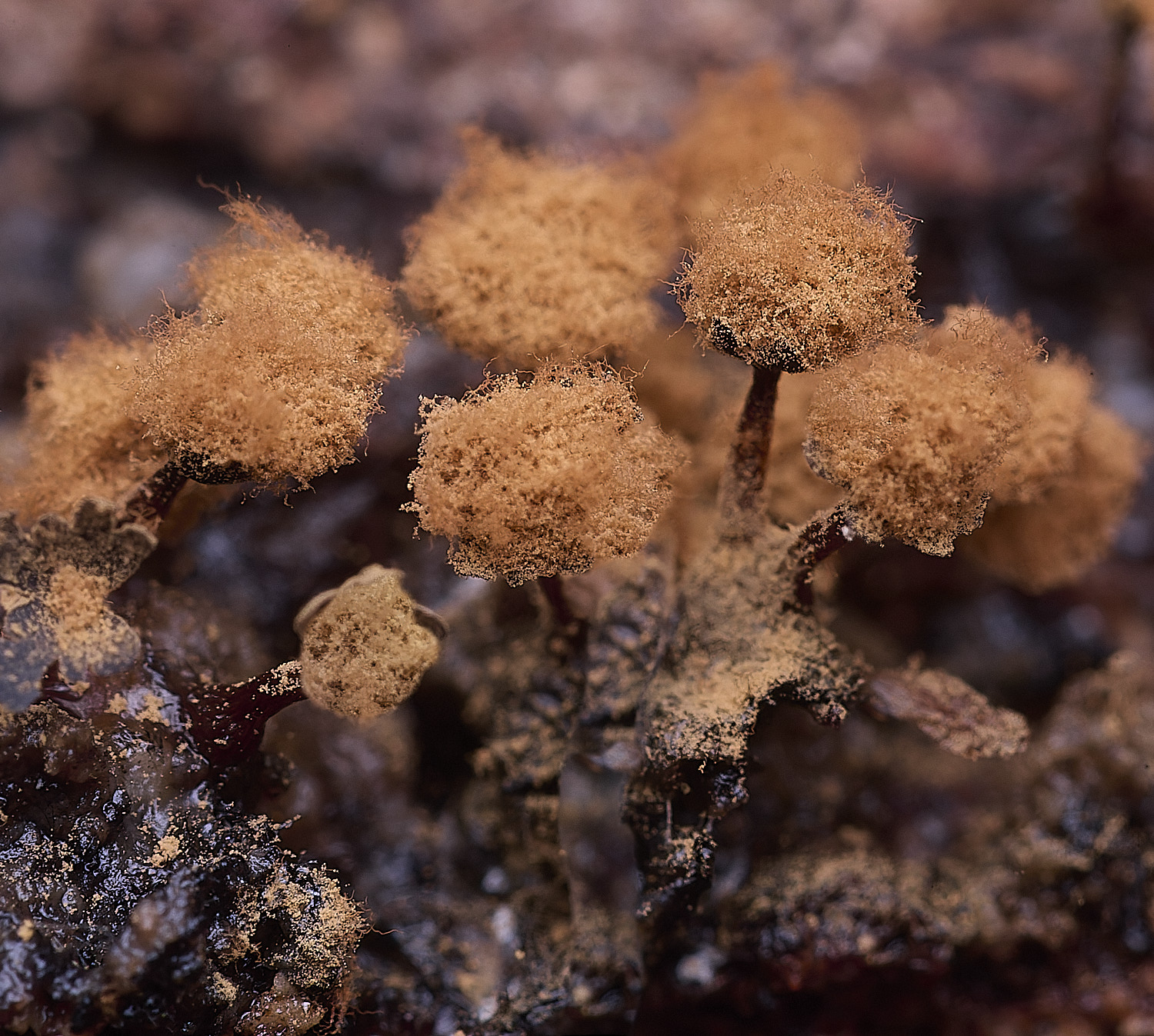 BlicklingSlimeMold1040326-1