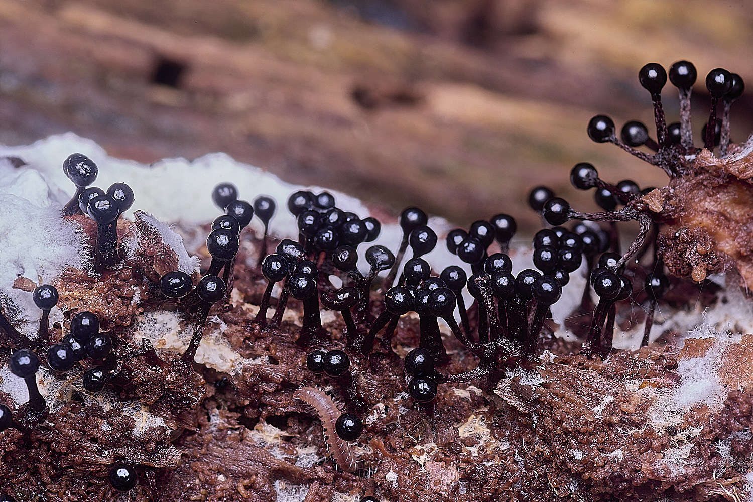 BlicklingSlimeMold1040326-5