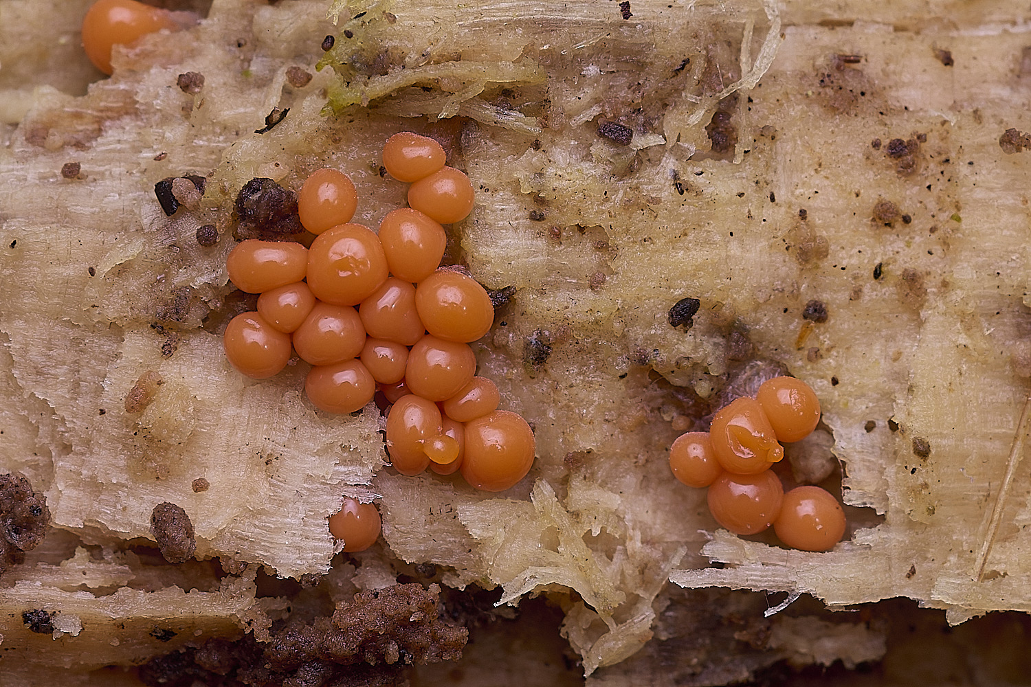 BlicklingSlimeMold2040326-2