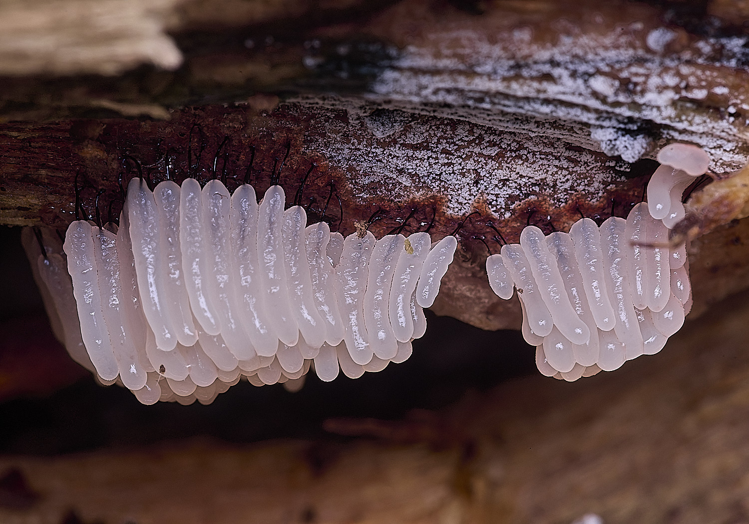 BlicklingSlimeMold3040326-1