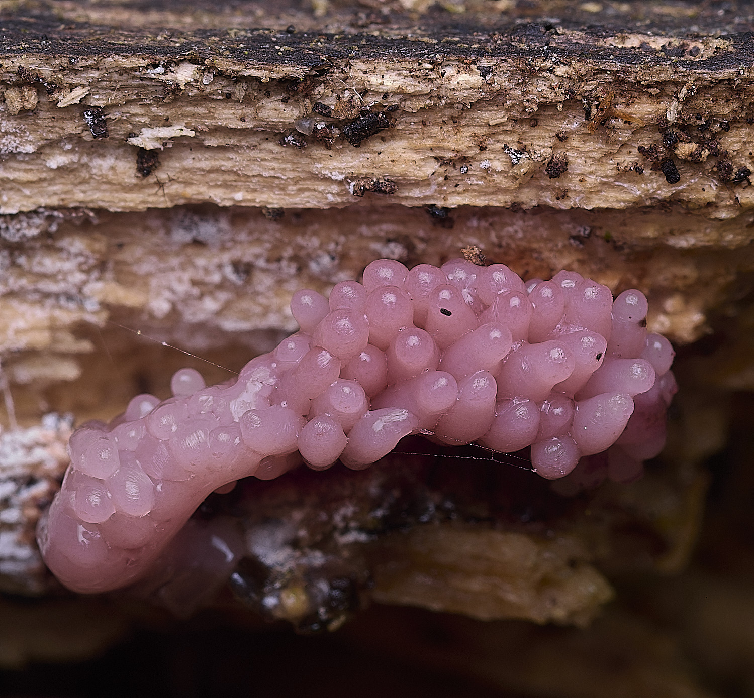 BlicklingSlimeMold3040326-2