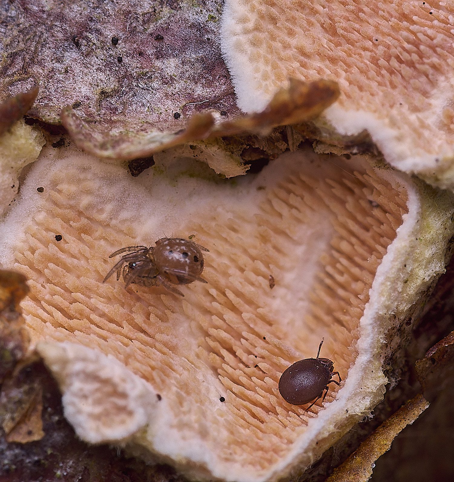 BlicklingSpider&#38;Mite2040326-1