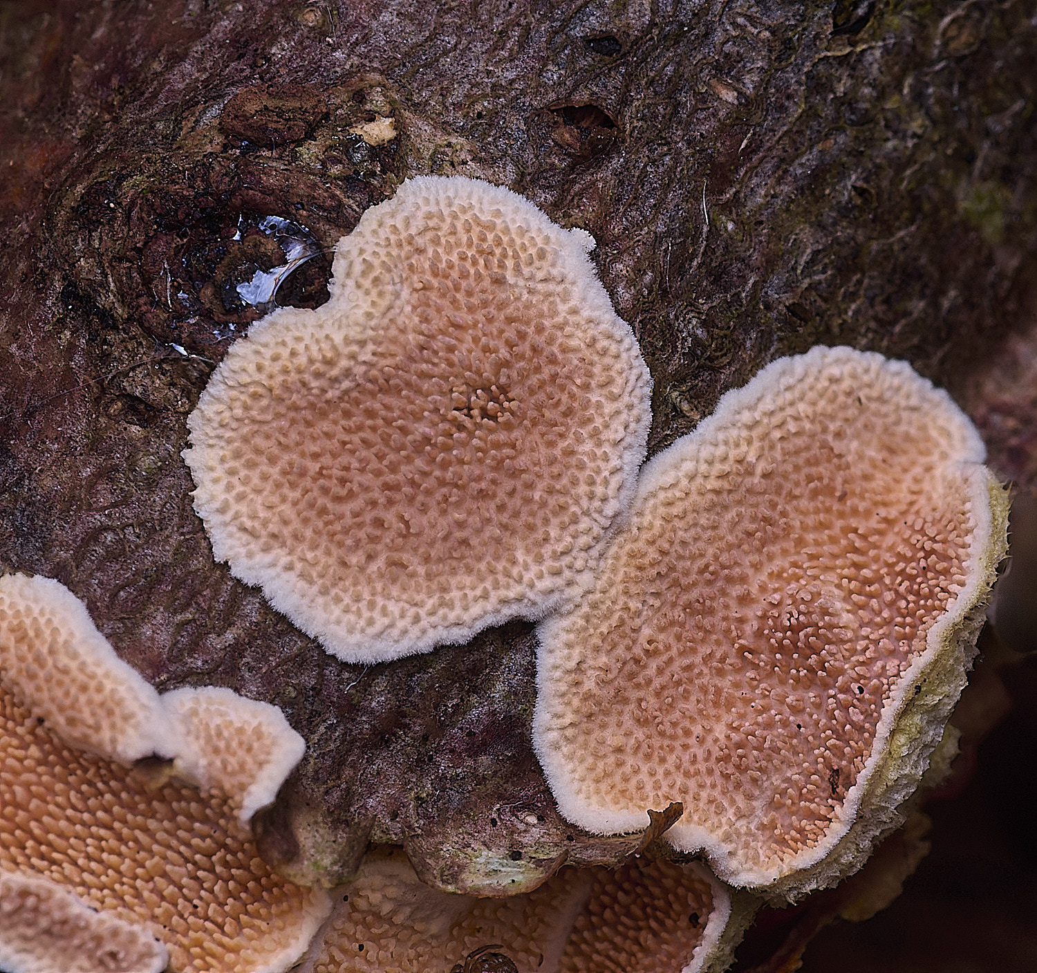 BlicklingStecherrinumochraceum040326-1