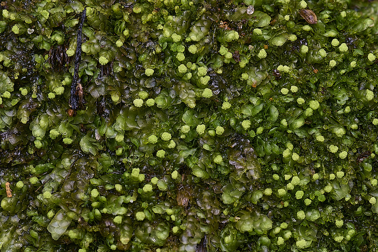 DersinghamBogCalypoggeiafissa010326-1