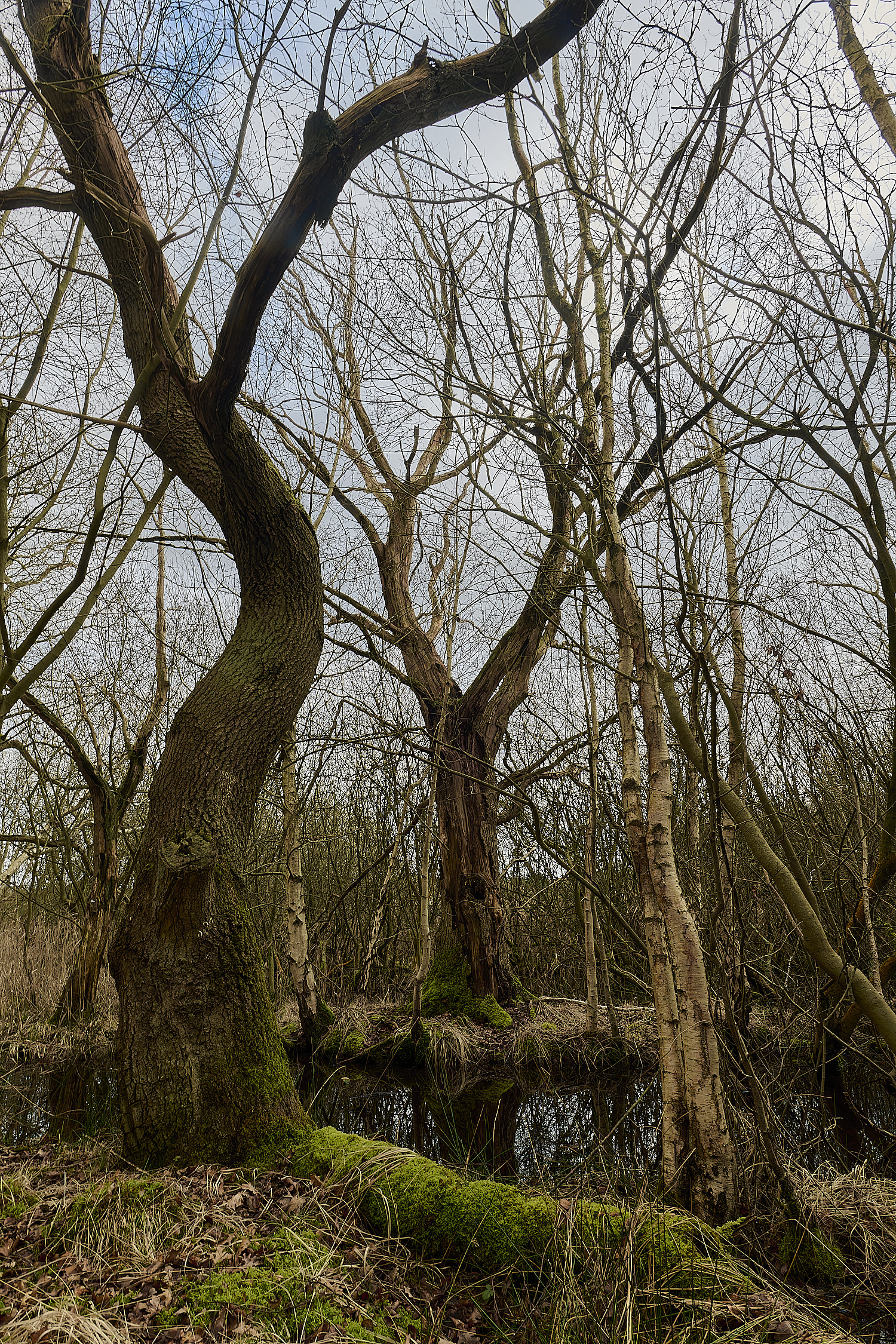 DersinghamFen010326-10