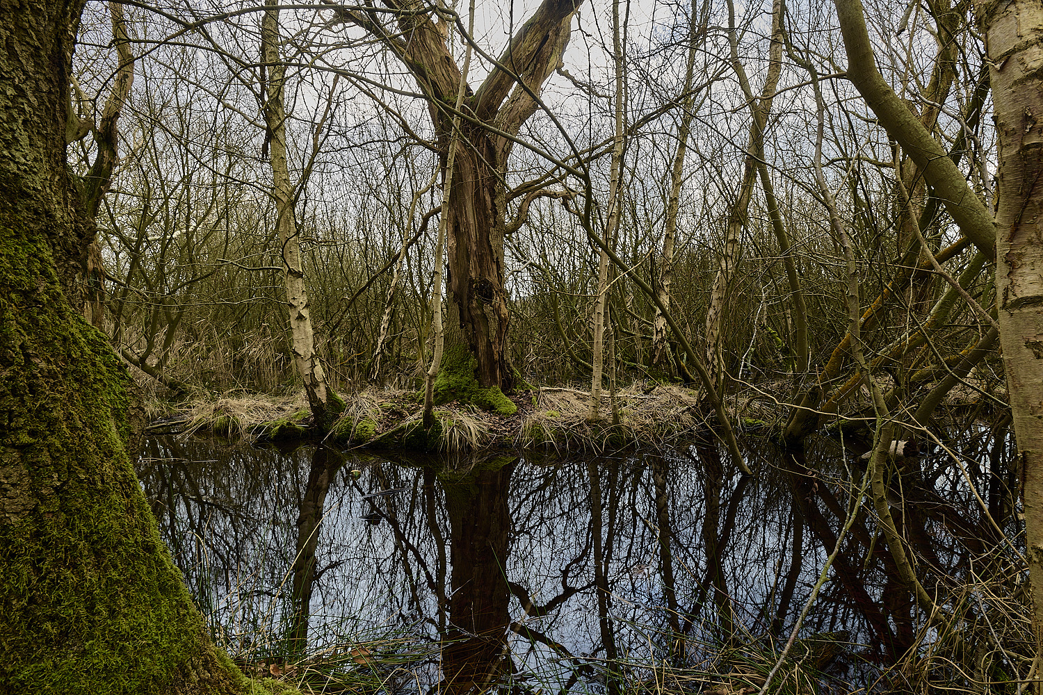 DersinghamFen010326-11